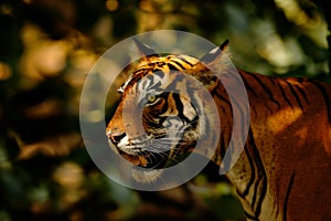 Big cat, endangered animal. End of dry season, beginning monsoon. Tiger walking in green vegetation. Wild Asia, wildlife India. In