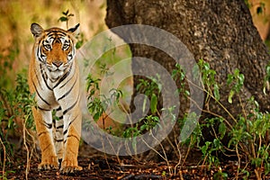 Big cat, endangered animal hidden in forest. End of dry season. Tiger walking in green vegetation. Wild Asia, wildlife India. Indi