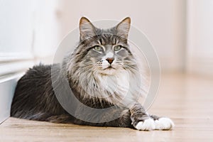 Big cat with green eyes and grey fur laying on the floor