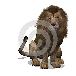 Big Cat Lion Male