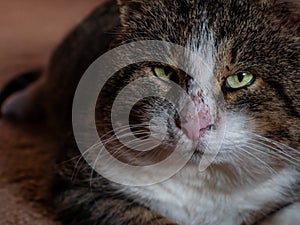 The big cat muzzle is a close-up