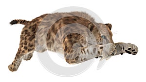 Big Cat Sabertooth photo