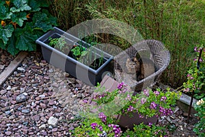 A big cat is sitting on a wicker chair in the garden and looking at the camera