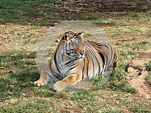 Big cat tiger