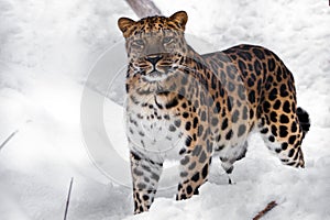 Big cat is watching you on a snowy background. Red-headed Far Eastern leopard is a powerful predatory beast against the white snow