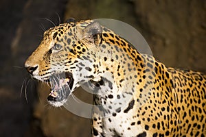 Big Cat Wildlife Animal, South American Jaguar