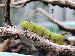 Big cater pillar on a branch photo