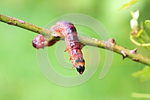 Big caterpillar.