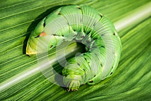 Big caterpillar