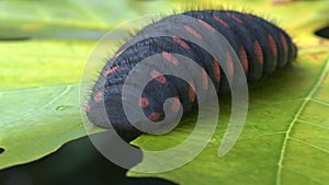 Big caterpillar black with red dots eating leaf 3d illustration