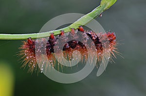 Big caterpillar with dews