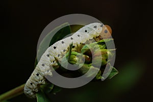 Big Caterpillar sitting majesticly on a Plant