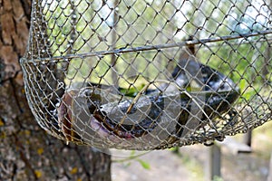 Big catfish in the grid. Fresh catch.