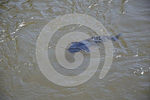 Big catfish in the river. Puerto Iguazu, Argentina photo