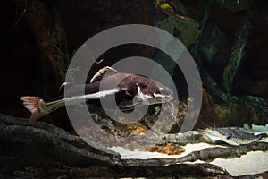 Big catfish swimming