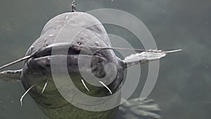 Big catfish swimming to camera, open mouth, long whiskers