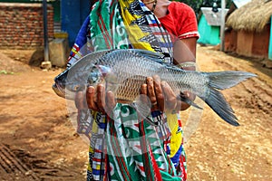 Big catla carp fish in hand big catla carp fish head and eye