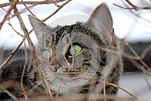 Big cats eyes