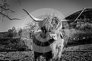 Big cattle thickly furred with long horns on the green field (b w