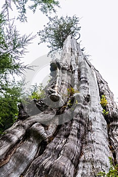 Big Cedar Tree Kalaloch in Olympic National Park