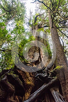 Big Cedar Tree Kalaloch in Olympic National Park