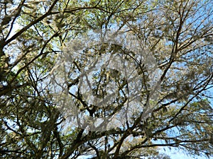 Big centenary tree