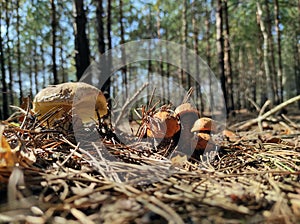 Big cep mushroom and boletus edulis grows