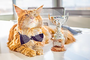 Big Champion Red Maine Coon Cat lying on the White Table with His Golden Trophy