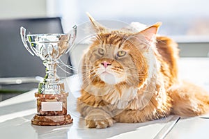 Big Champion Red Maine Coon Cat with Trophy, Horizontal View