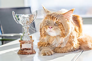 Big Champion Red Maine Coon Cat with Trophy, Horizontal View