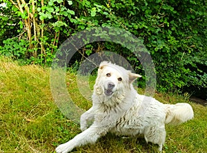 A big cheerful Great Pyrenees dog runs .