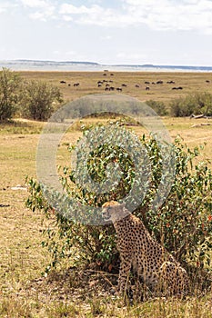 A big cheetah behind a bush. Savanna of Masai Mara, Kenya