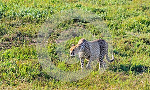 Big cheetah hunting in the savannah of the Serengeti. Tanzania