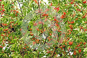 Big cherries tree with berries