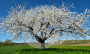 Big cherry tree in bloom in front of blue sky 1