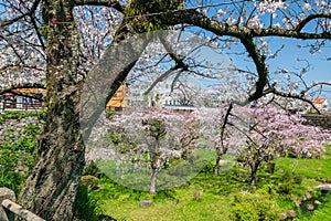 Big cherry tree colorful sakura blossom at Shimabara town