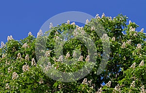 Big chestnut tree