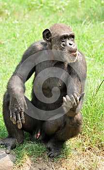 Big chimpanzee