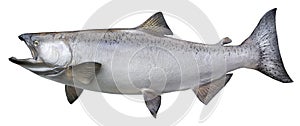 Big chinook or king salmon isolated on white