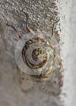 Big Cicada on grey wall