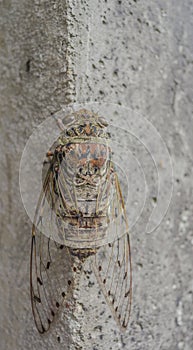 Big Cicada on grey wall