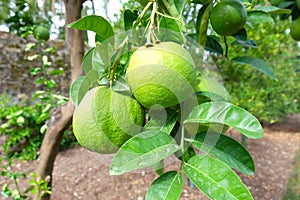 Big Citrons on Branch