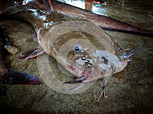 Big clarias fish head close up with eyes HD magur fish