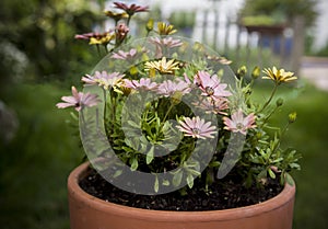 Big clay pot with daisies on greenery garden