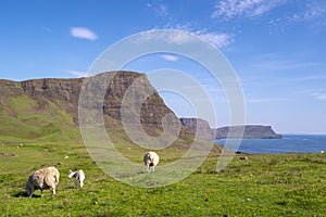 Big cliffs and green field with sheep eating green grass on the ground.