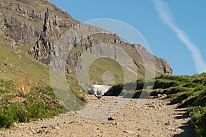 Big cliffs and green field a wild white sheep running and crossing a dirt path with green grass on the both sides.