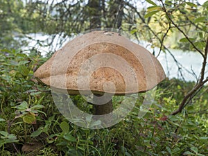 Big close up birch bolete, Leccinum scabrum, known as the rough-stemmed bolete or scaber stalk, brown cup mushroom growing in