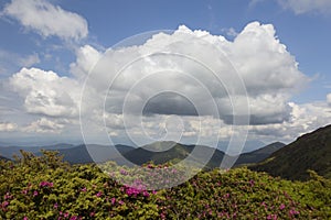 Big cloud over landscape of summer mountains with pink rhododendron