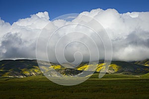 Big cloud over wild-flower covered Temblor Range