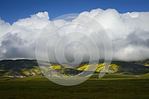 Big cloud over wild-flower covered Temblor Range photo